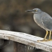 heron_lava_blue_great_san_h_0074_ecu2271.jpg